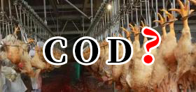 一般雞屠宰廢水COD在多少？